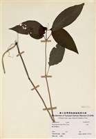 藏品(山靛)的圖片